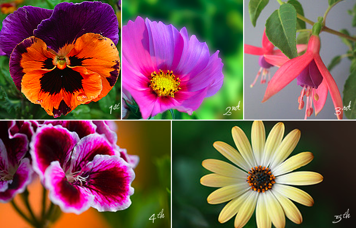 anniversary flowers