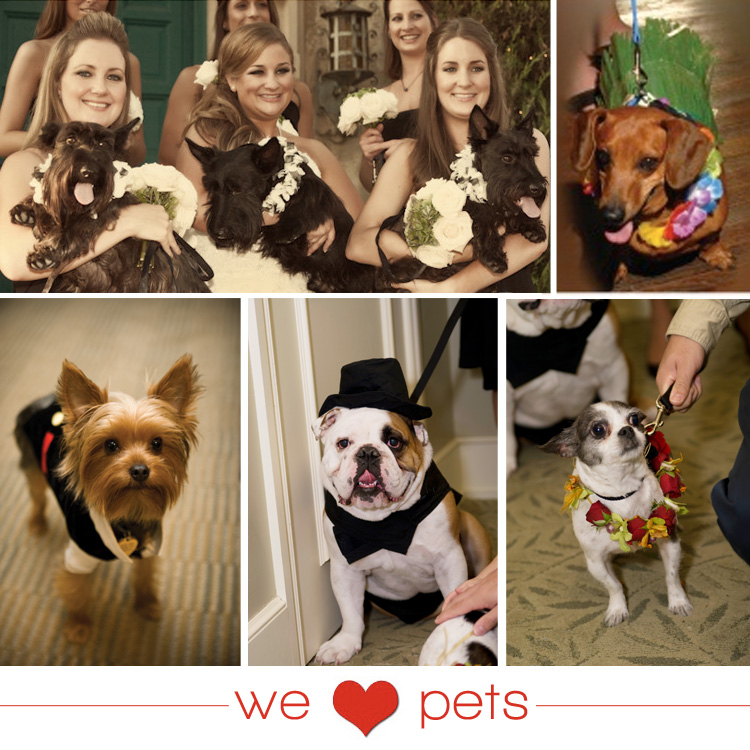 we love pets